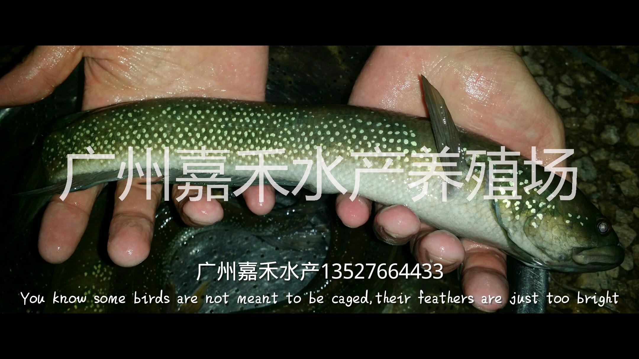 七星魚魚苗批發(fā)圖片/七星魚魚苗批發(fā)樣板圖 (4)