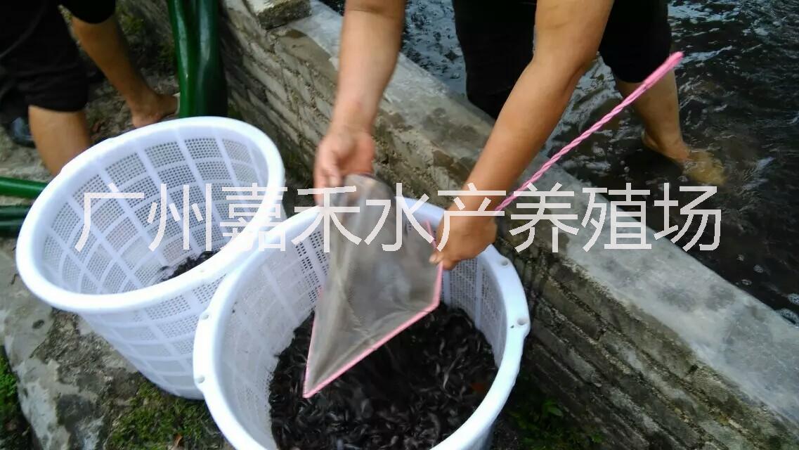 全國(guó)本地塘鲺魚(yú)苗批發(fā)圖片/全國(guó)本地塘鲺魚(yú)苗批發(fā)樣板圖 (4)