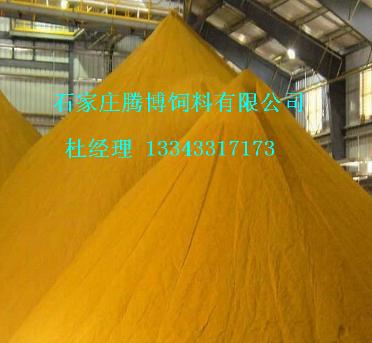 石家莊玉米酒糟DDGS供貨商