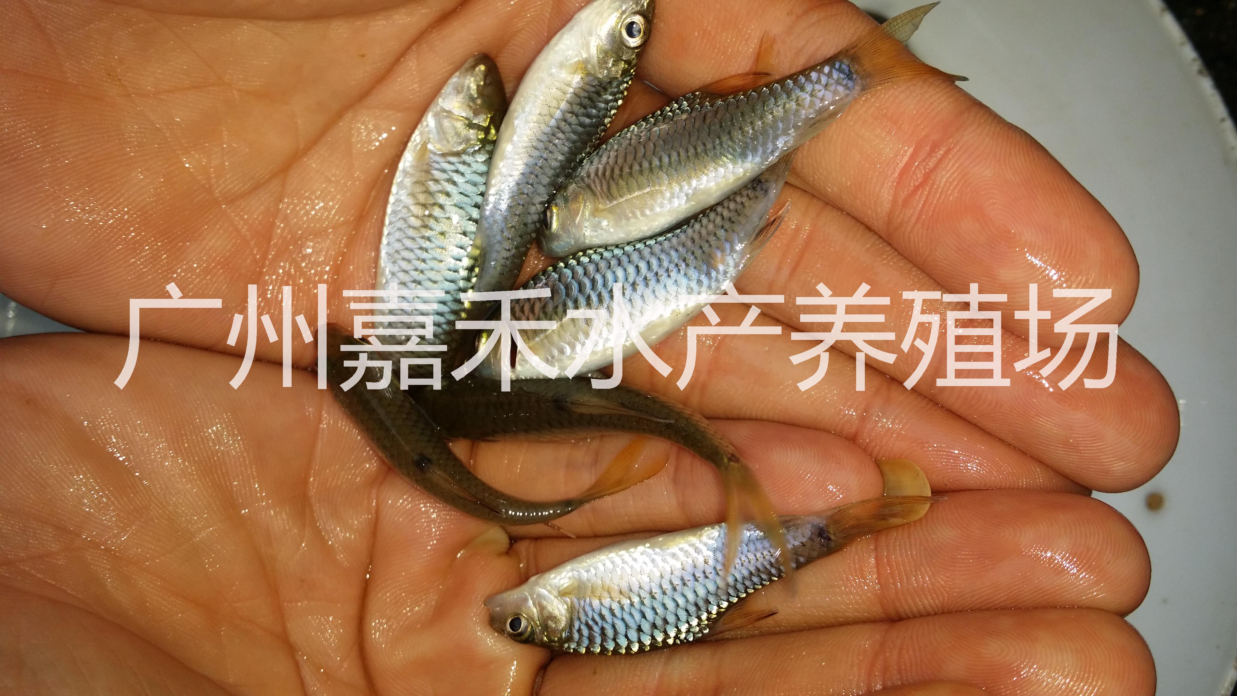 鯉魚苗圖片/鯉魚苗樣板圖 (2)