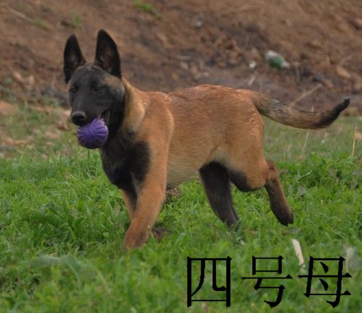 供应出售真正的护卫犬－比利时马犬出售