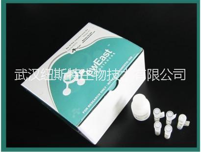 Active Rac1圖片/Active Rac1樣板圖 (2)