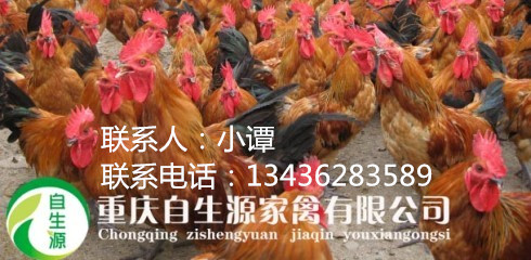 青腳土雞苗圖片/青腳土雞苗樣板圖 (2)