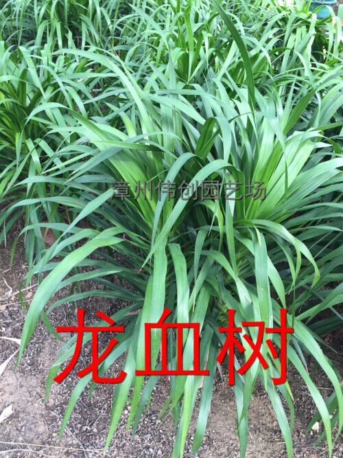 供应福建漳州龙血树批发，龙血树价格，龙血树图片，漳州伟创园艺场