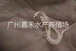 鰻魚魚苗圖片/鰻魚魚苗樣板圖 (2)