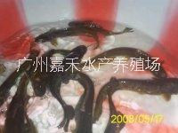 青竹圖片/青竹樣板圖 (4)