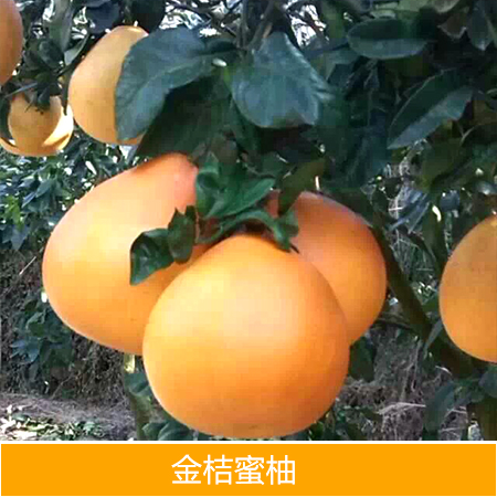廣西金桔蜜柚苗批發(fā)圖片
