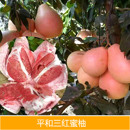 供應(yīng)平和三紅蜜柚廠家批發(fā)