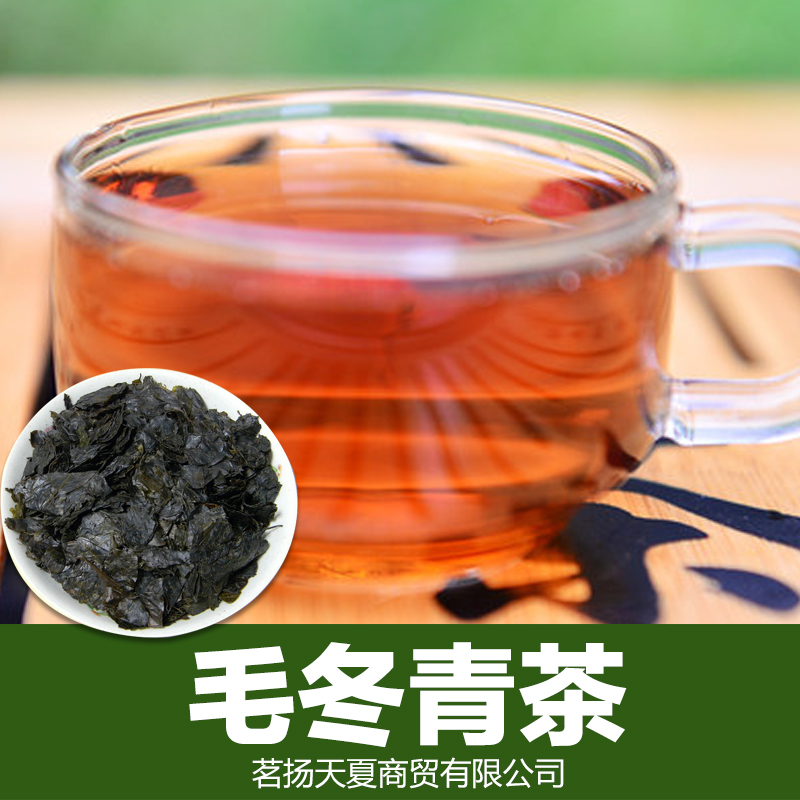 毛冬青葉圖片/毛冬青葉樣板圖 (3)