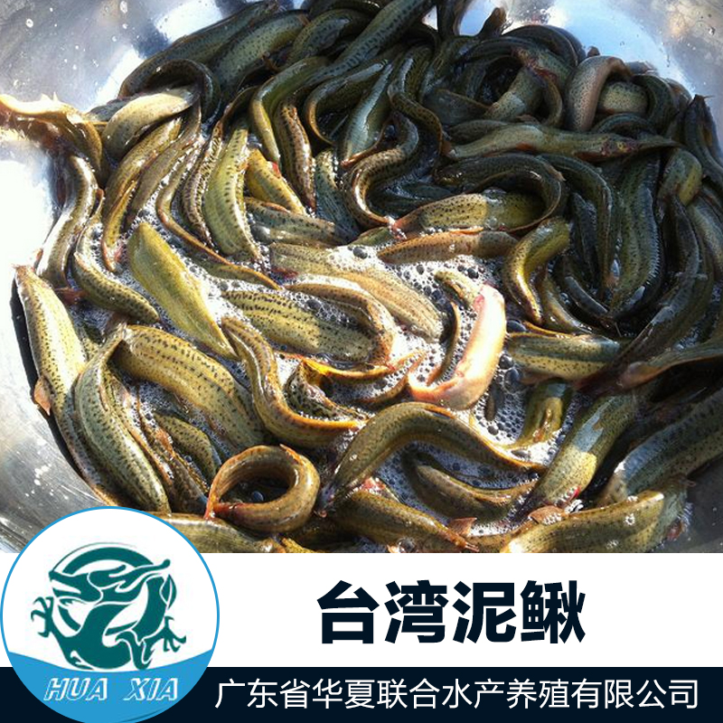 供应用于鱼苗的台湾泥鳅鱼苗，泥鳅鱼苗批发价格图片