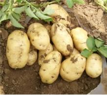 金河液態(tài)地膜全生物降解圖片