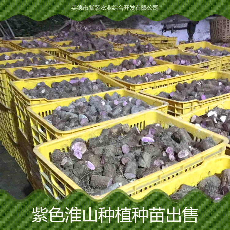 淮山種植圖片/淮山種植樣板圖 (2)