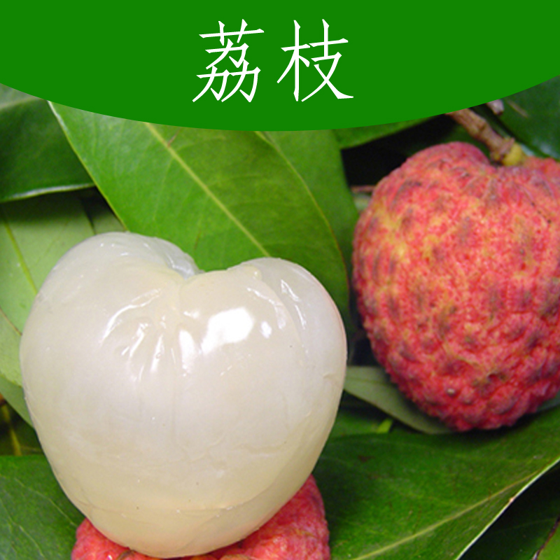 供應(yīng)廣西荔枝 妃子笑荔枝 無(wú)核荔枝 桂味荔枝 新鮮荔枝 荔枝價(jià)格