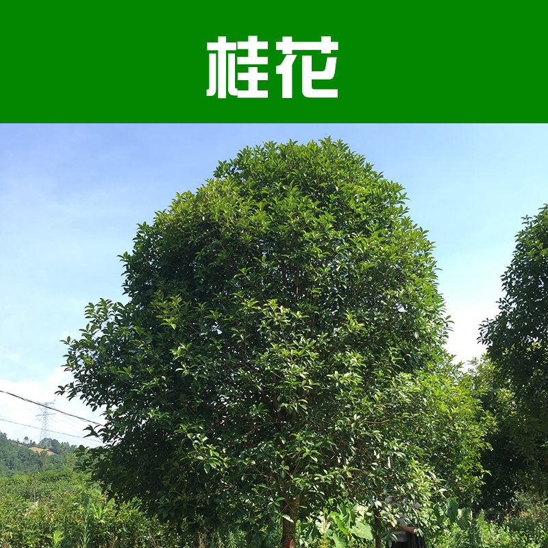 供應(yīng)桂花樹(shù) 大桂花樹(shù) 桂花樹(shù)苗 柳州綠化苗木基地