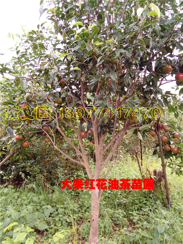 供應(yīng)用于榨油的紅花油茶樹苗嫁接苗_廣西紅花油茶樹苗種植園_紅花油