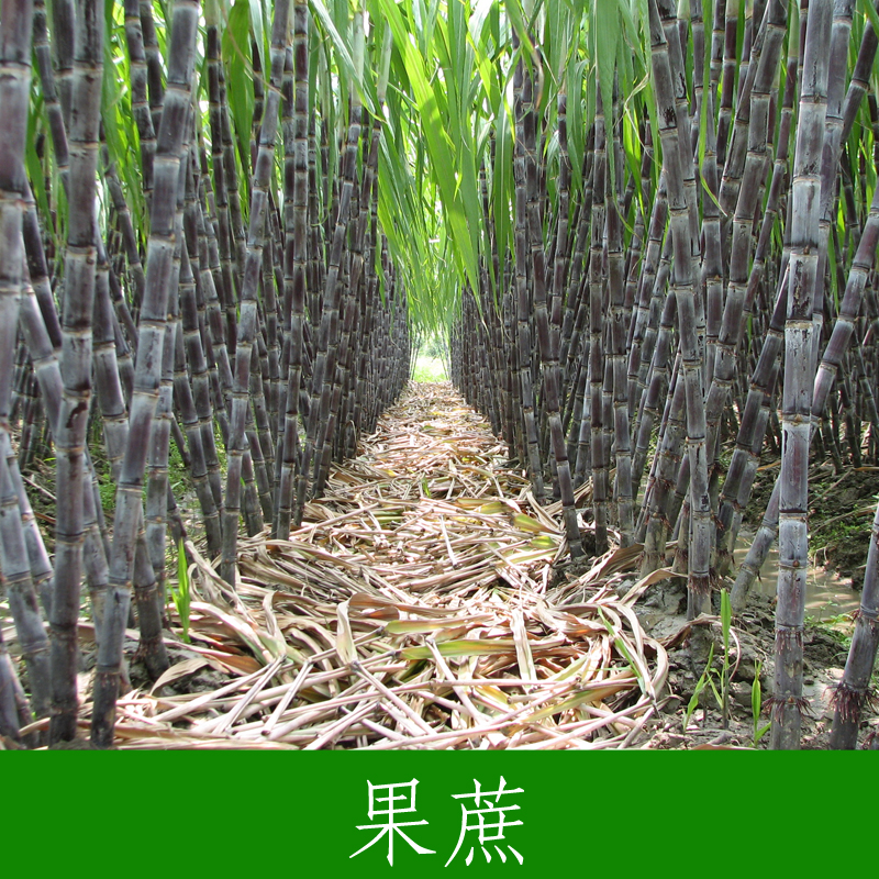 供應(yīng)用于甘蔗的廣西甘蔗收購價(jià) 專業(yè)種植黑皮甜甘蔗