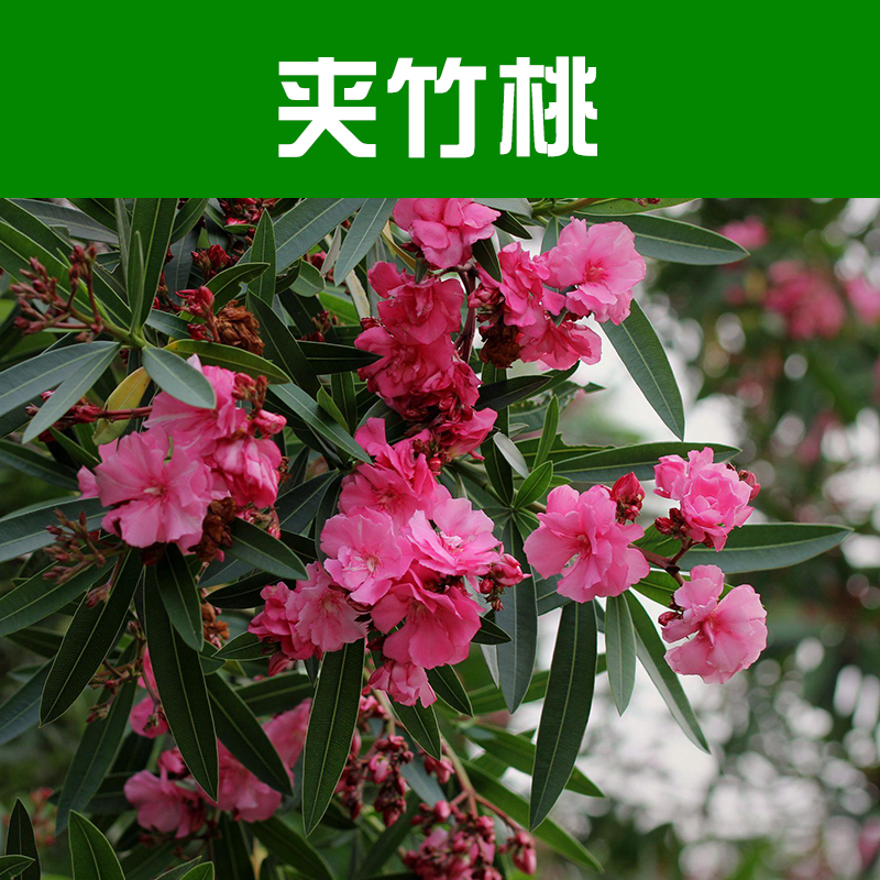 苗木基地圖片/苗木基地樣板圖 (1)