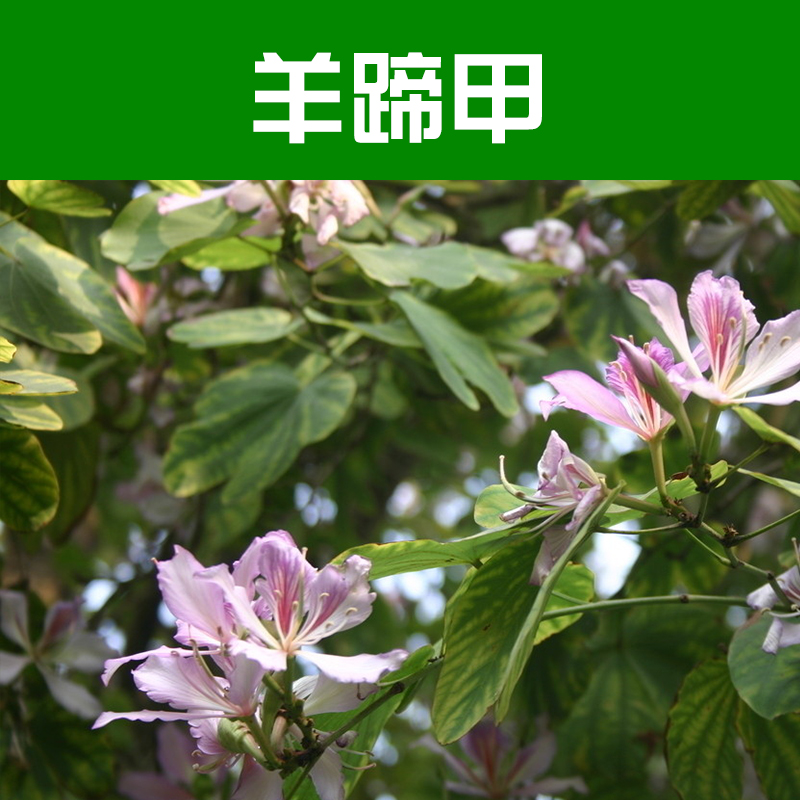 苗木基地圖片/苗木基地樣板圖 (4)