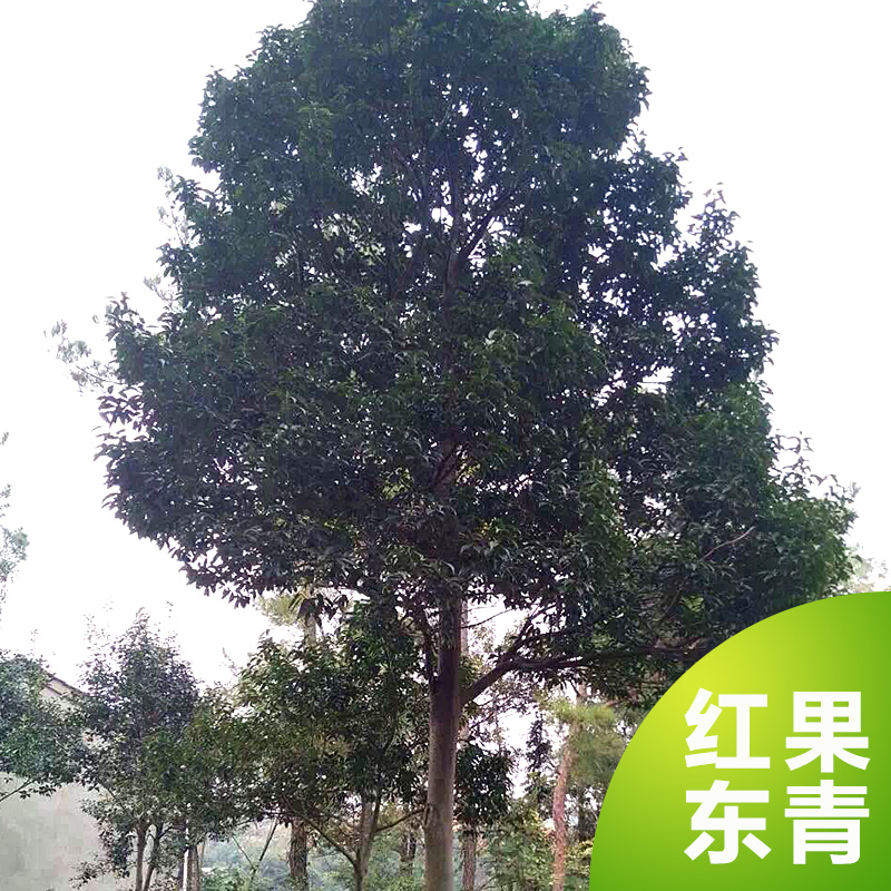 紅果冬青苗木圖片/紅果冬青苗木樣板圖 (3)