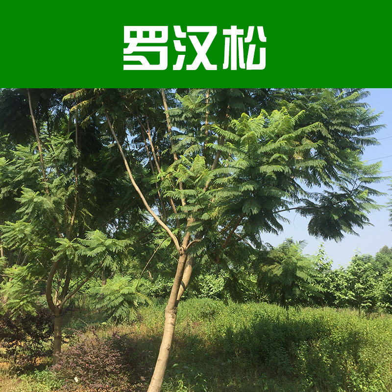 罗汉松供应罗汉松 罗汉松价格 风景树 柳州绿化苗木基地