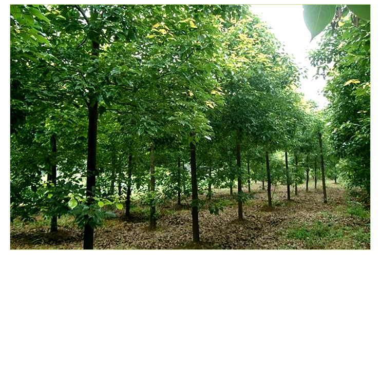 公分香樟圖片/公分香樟樣板圖 (4)