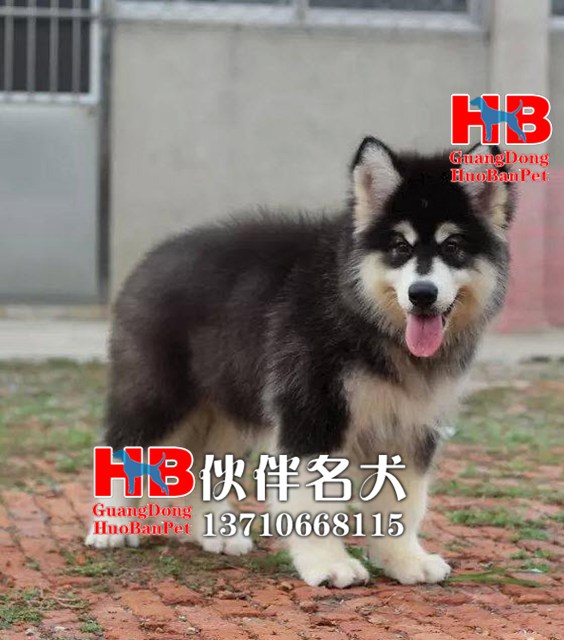 供应珠海哪里有卖英国斗牛犬的图片