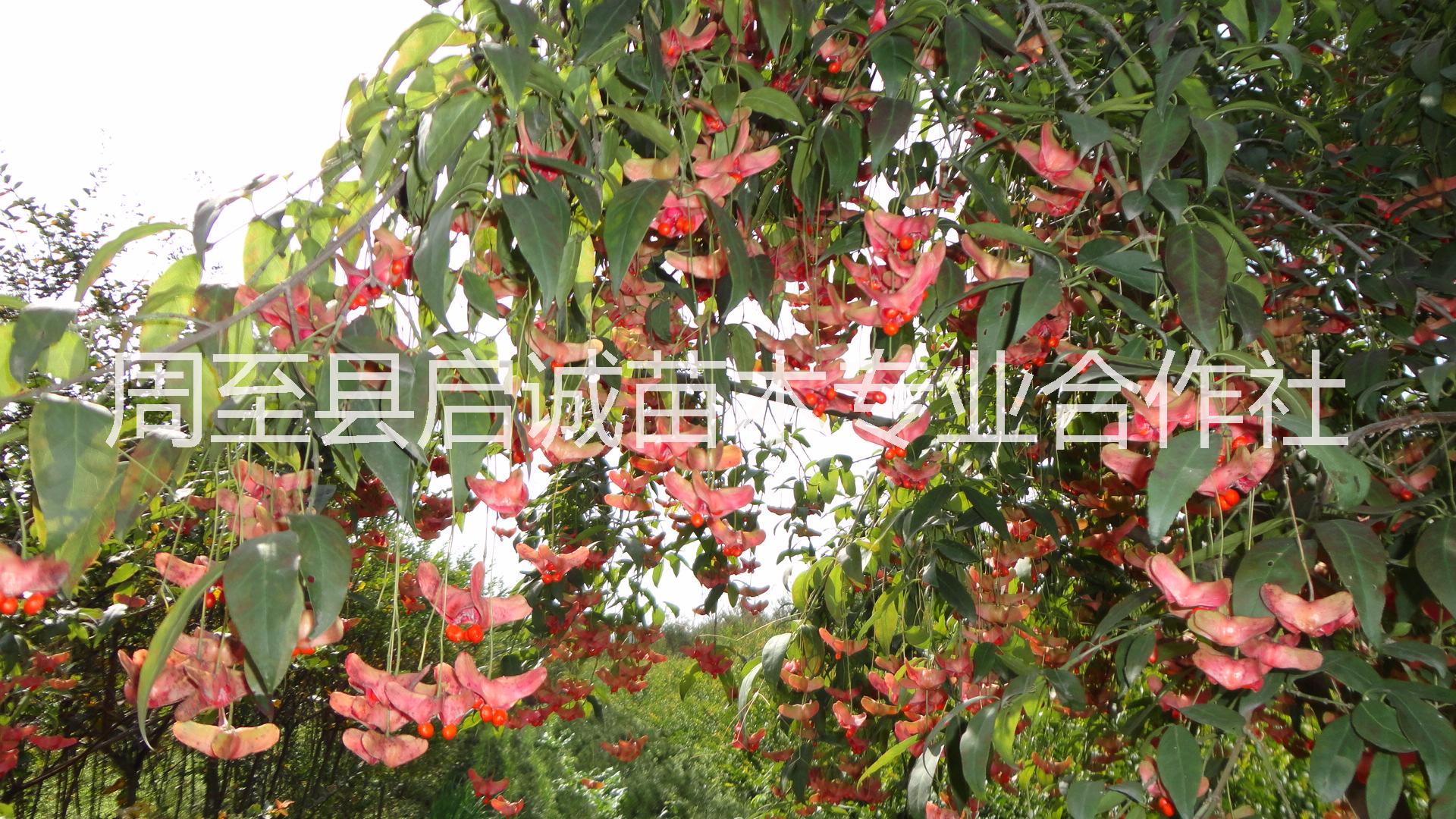 繁育基地圖片/繁育基地樣板圖 (3)