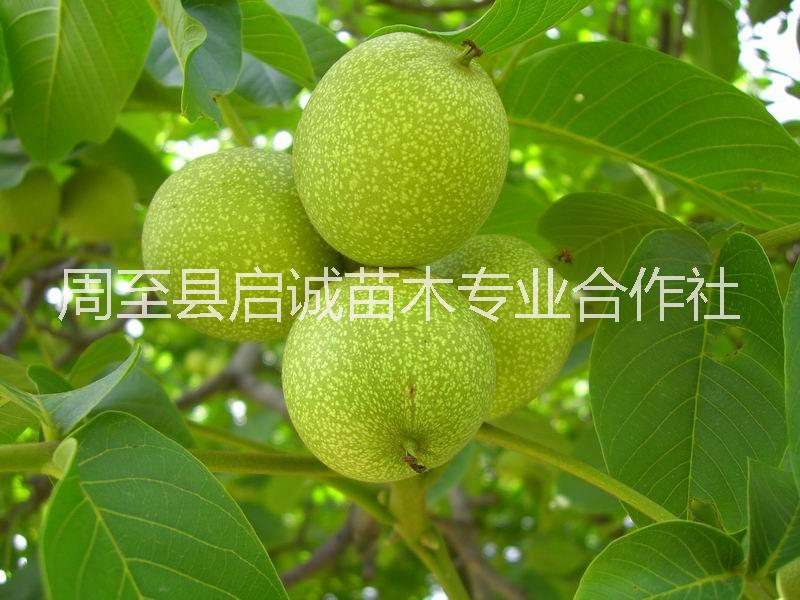 垂玲6號核桃苗圖片/垂玲6號核桃苗樣板圖 (1)