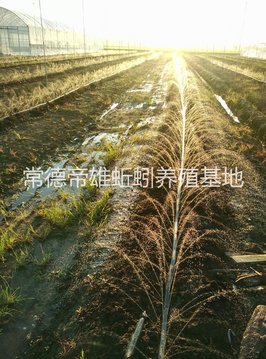 蚯蚓圖片/蚯蚓樣板圖 (3)