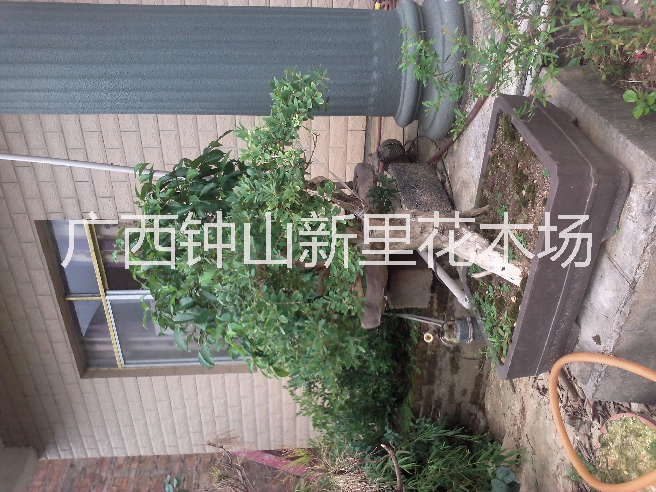 黃楊盆景圖片/黃楊盆景樣板圖 (2)