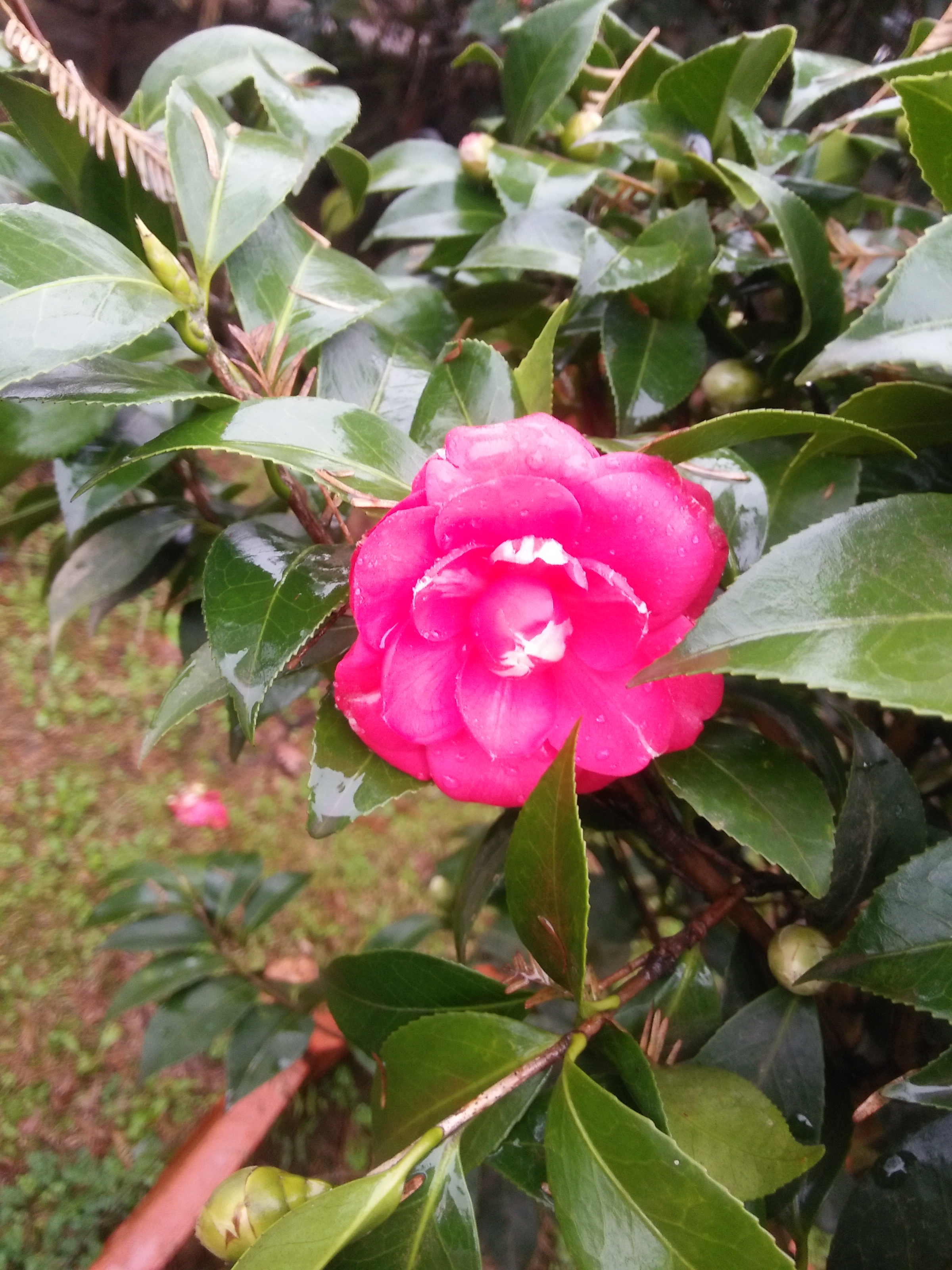 山茶花圖片/山茶花樣板圖 (2)