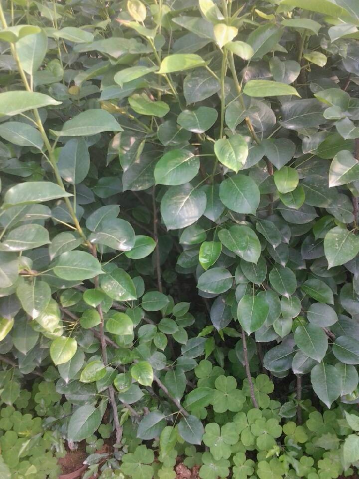 供應(yīng)福建福州鼓樓青花梨苗占地