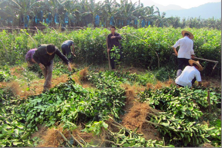 桂花苗圖片/桂花苗樣板圖 (4)