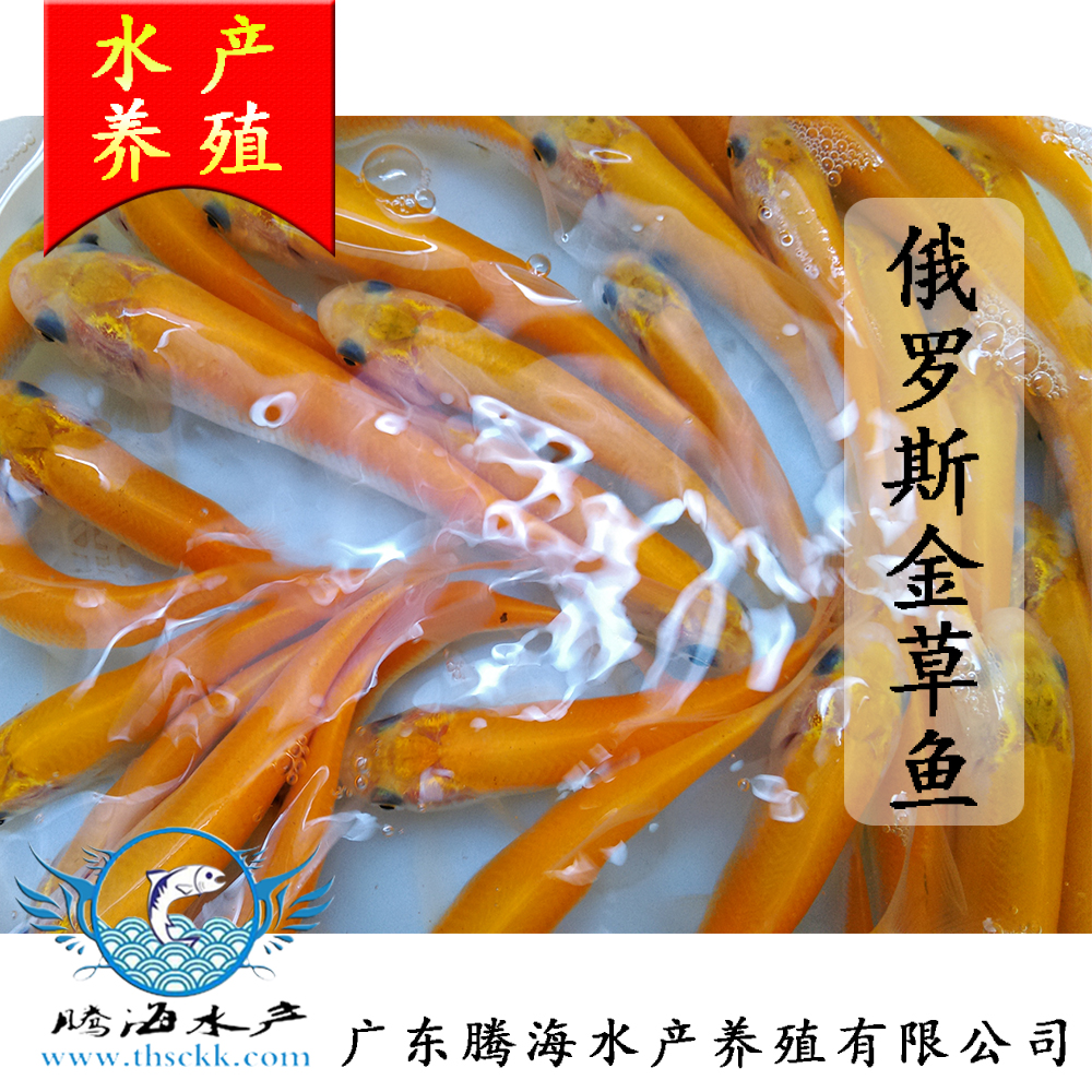 供應(yīng)供應(yīng)俄羅斯金草魚苗，俄羅斯金草魚苗批發(fā)供應(yīng)商