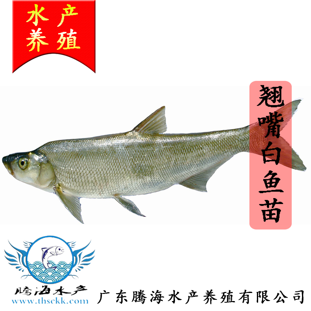 供應(yīng)翹嘴白魚(yú)苗 優(yōu)質(zhì)翹嘴鮊魚(yú)苗批發(fā)