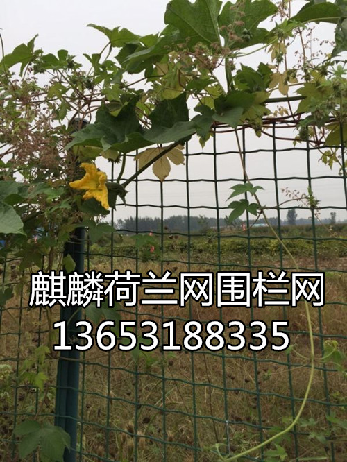 鍍鋅荷蘭網(wǎng)圖片/鍍鋅荷蘭網(wǎng)樣板圖 (3)