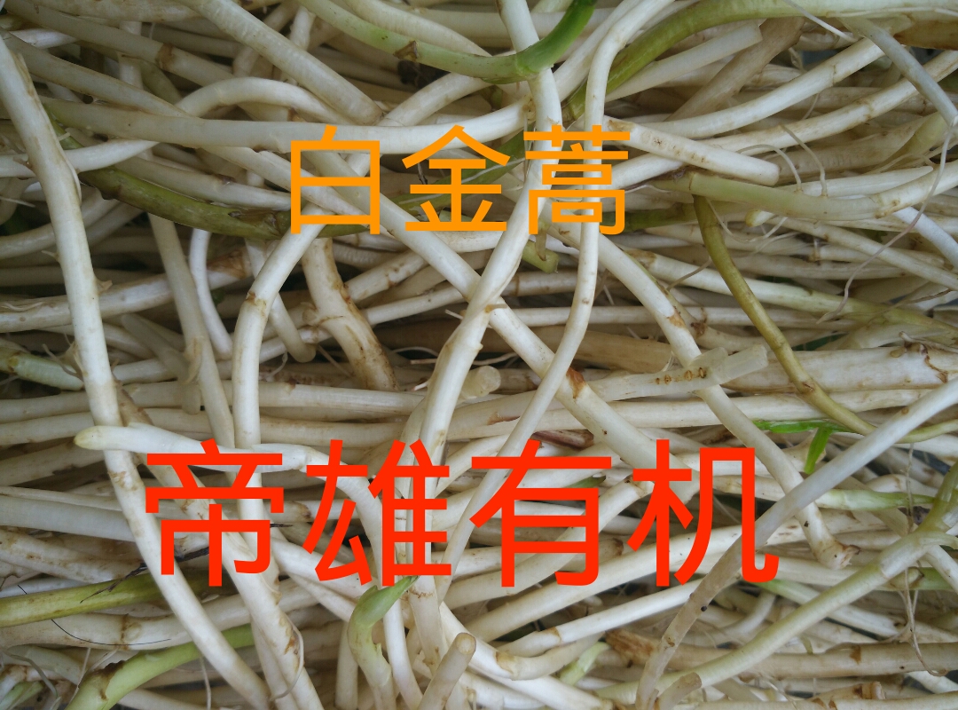 供应5斤装白金蒿有机藜蒿芦蒿 洞庭湖野菜反季野菜 养生菜 湖南野菜 常德帝雄有机农业