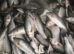 加州鱸魚圖片/加州鱸魚樣板圖 (4)