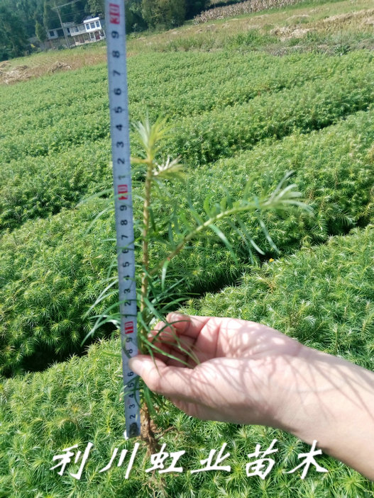 杉木苗圖片/杉木苗樣板圖 (4)