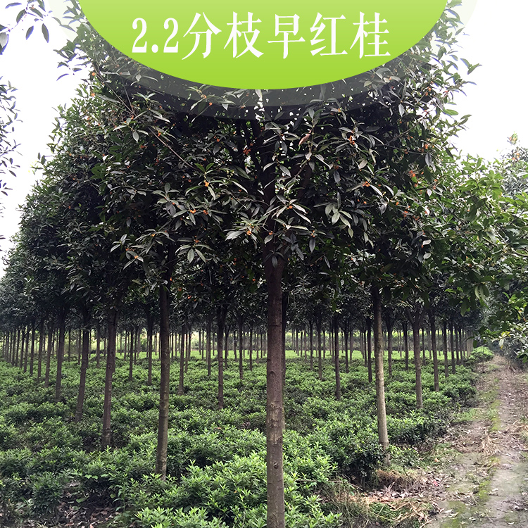2.2分枝早紅桂圖片/2.2分枝早紅桂樣板圖 (3)