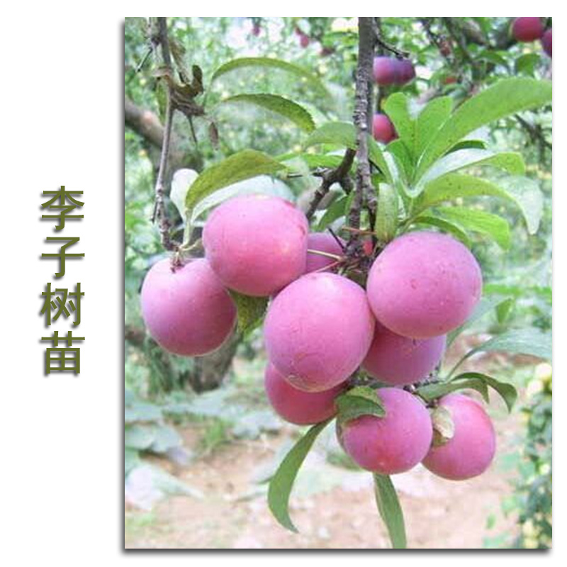 李子樹苗圖片