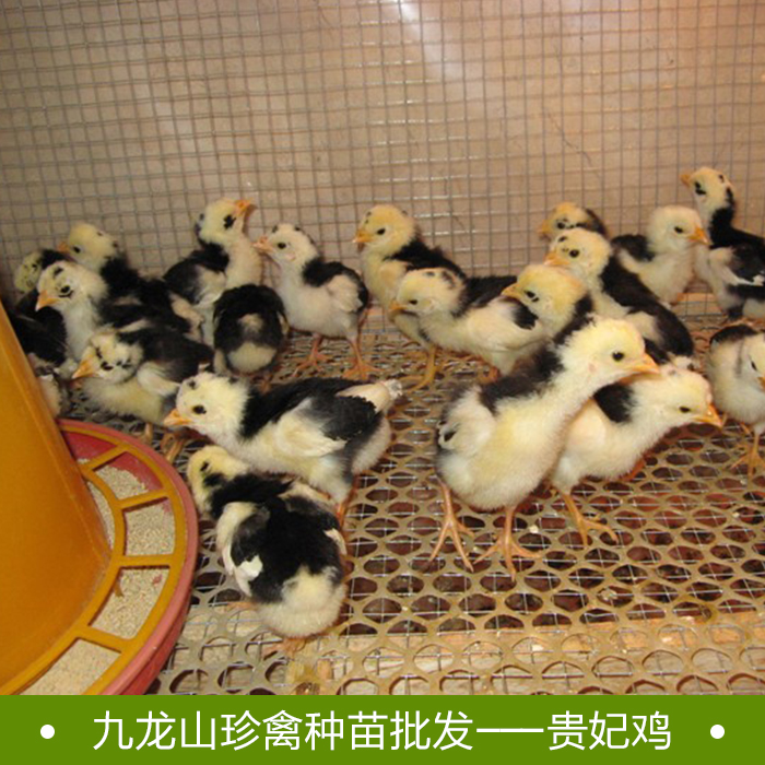 貴妃雞苗批發(fā)圖片/貴妃雞苗批發(fā)樣板圖 (3)