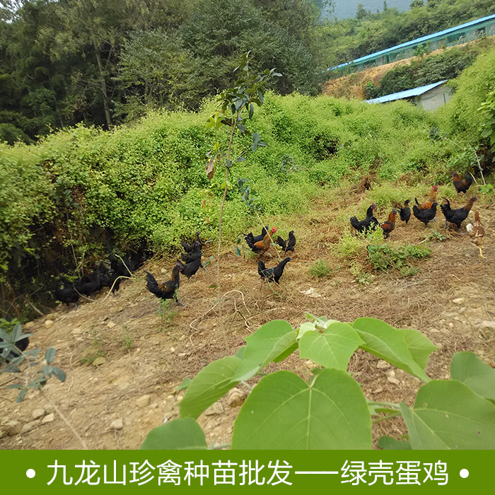 娄底绿壳鸡苗养殖孵化场-娄底绿壳鸡苗批发价格【湖南九龙山珍禽】图片