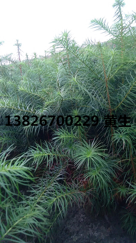 杉苗圖片/杉苗樣板圖 (3)