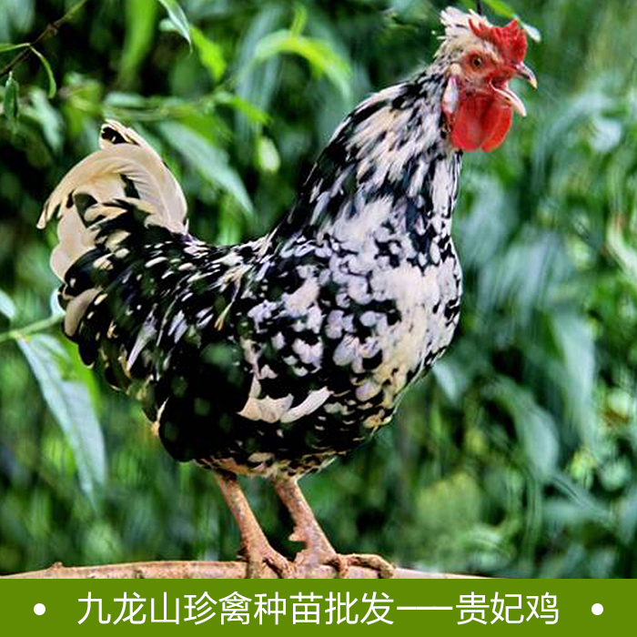 貴妃雞苗批發(fā)圖片