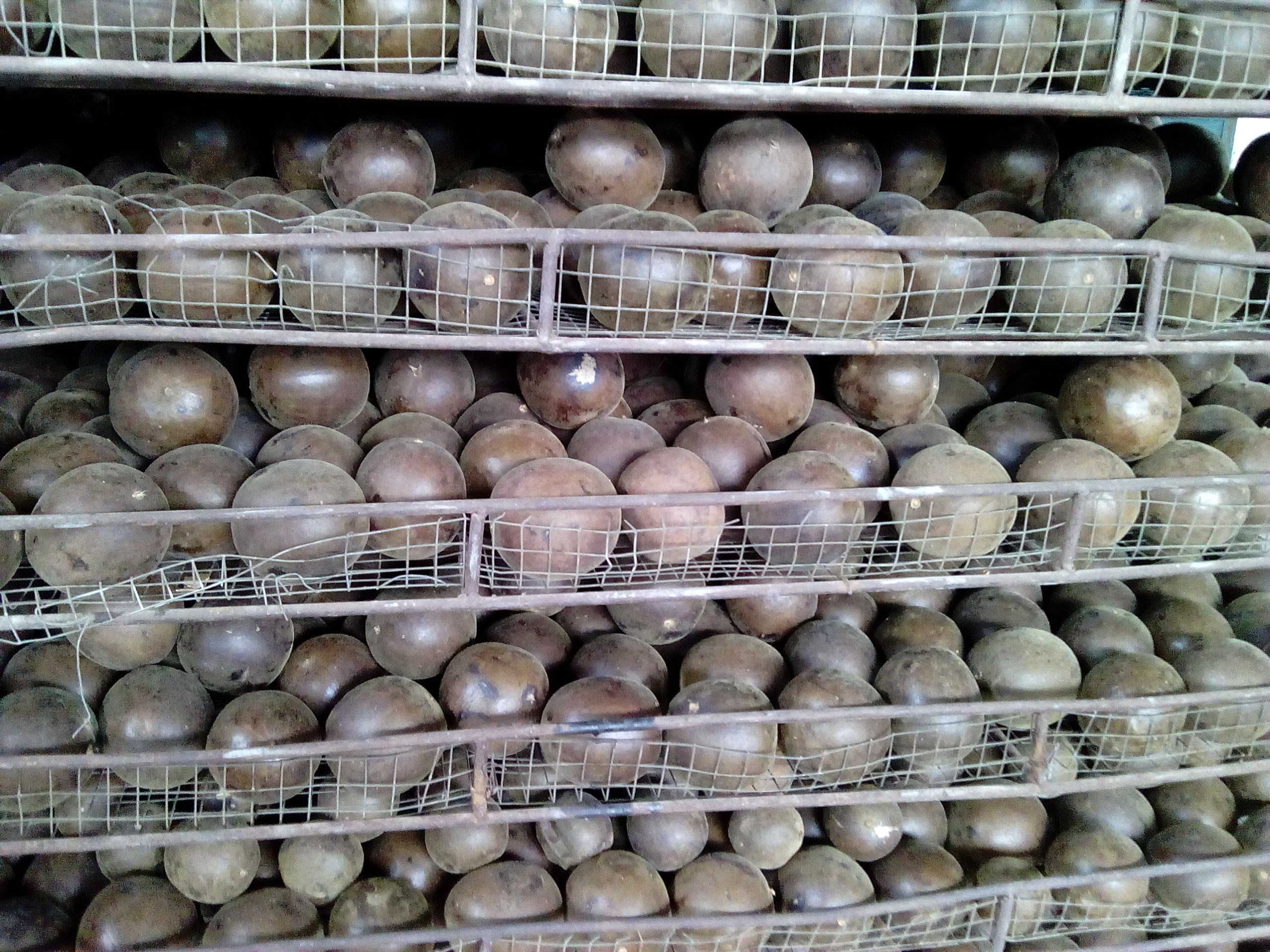 羅漢果干果圖片/羅漢果干果樣板圖 (1)