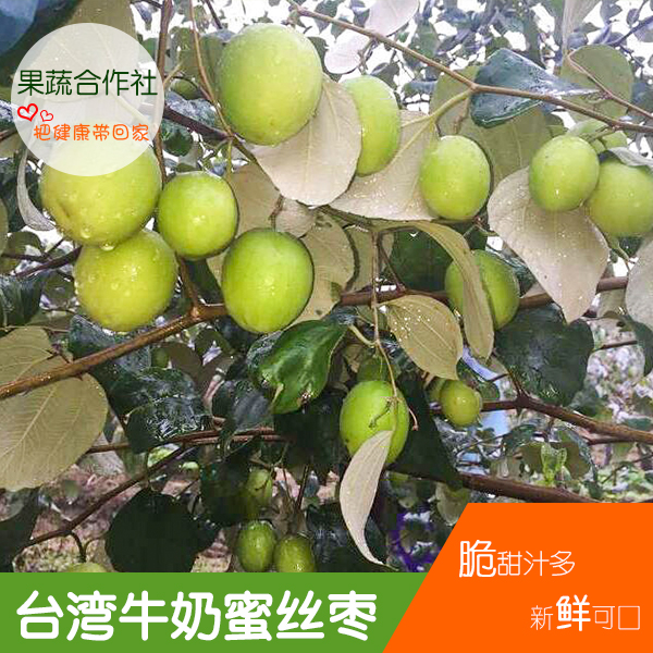 供应台湾蜜丝枣批发商 皮薄爽口青枣果苗 脆甜无渣台湾枣果苗