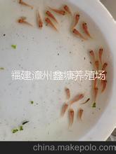 供應(yīng)用于養(yǎng)殖的紅羅非魚