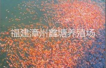 羅非魚
