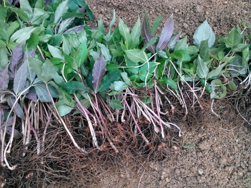 重樓種苗  廣西重樓種植基地圖片